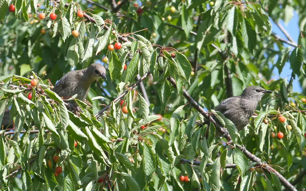 Oiseaux dans le cerisier du jardin