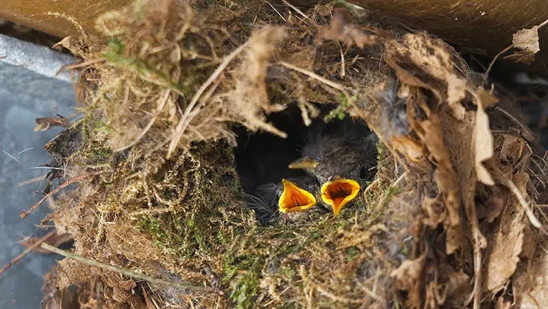 Oissillons roitelet dans le nid