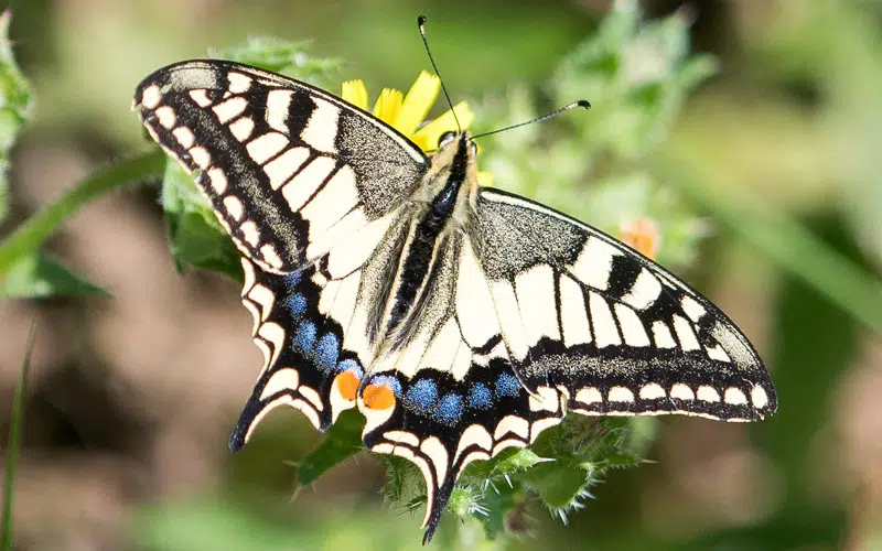 Le Machaon (Papilio machaon)