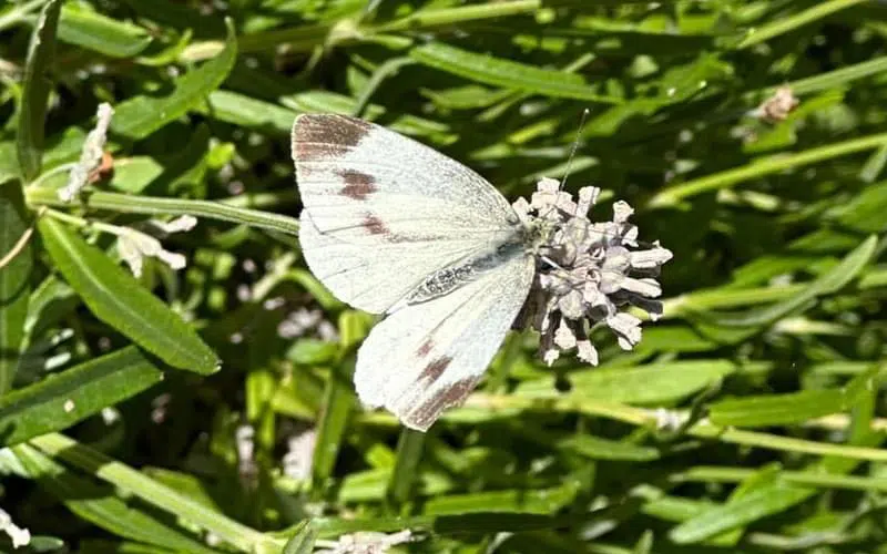 Papillon blanc femelle avec 2 tâches noires