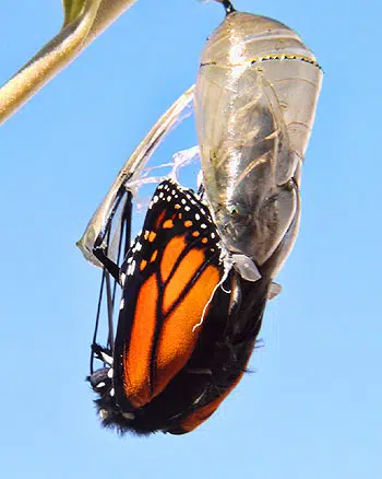 Papillon sort de sa chrysalide