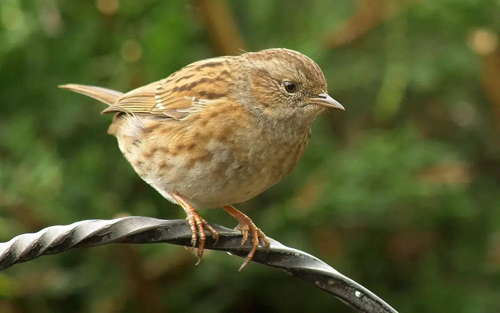 Petit oiseau qui se pose dans le jardin près du potager