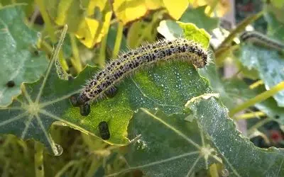 Piéride du choux, du papillon à la chenille