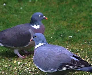 Pigeons ramiers