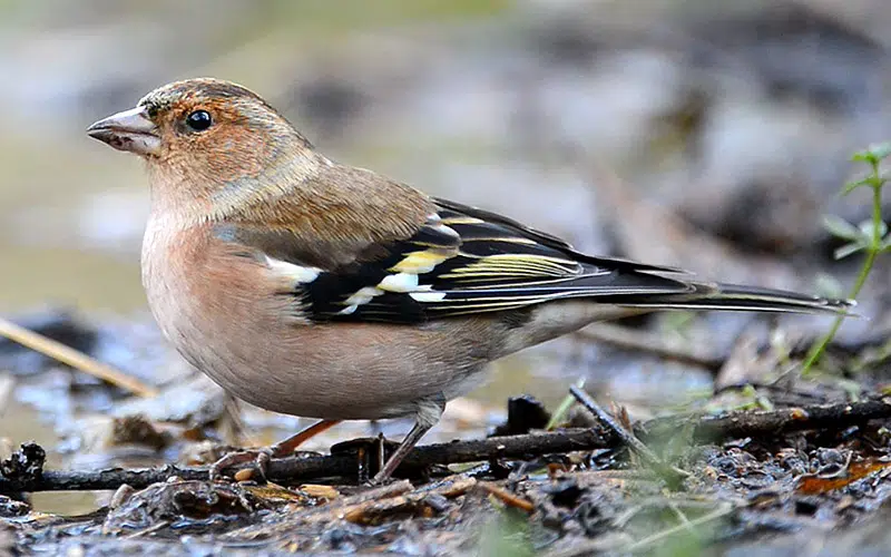 Le pinson des arbres (Fringilla coelebs)