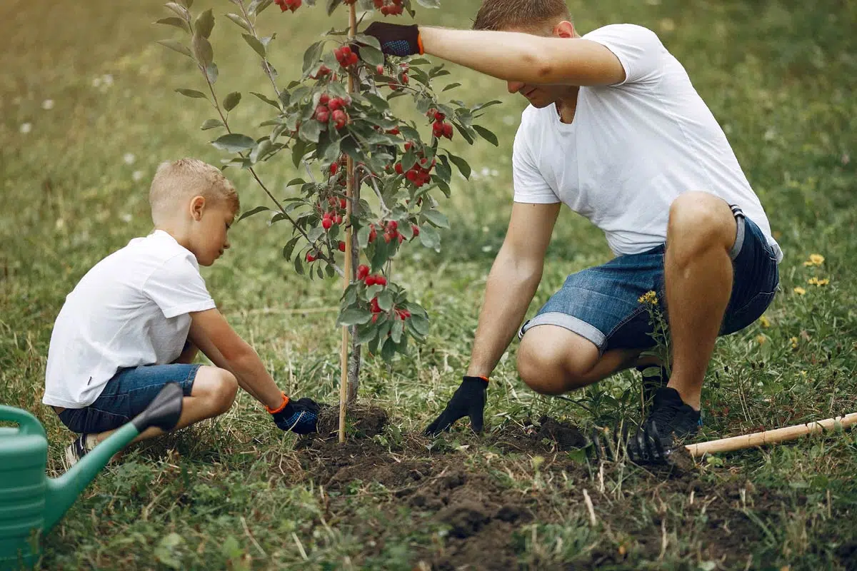 Plantation arbre fruitier en automne