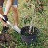Plantation arbre fruitier