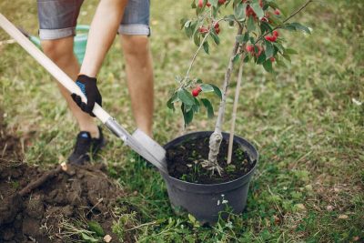 Plantation arbre fruitier