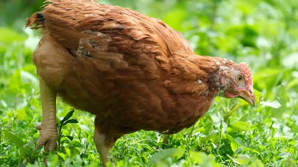 L'herbe est essentiel au régie alimentaire de la poule