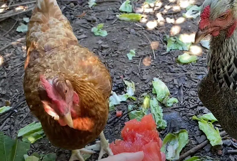 Fruit pour les poules pendant la canicule