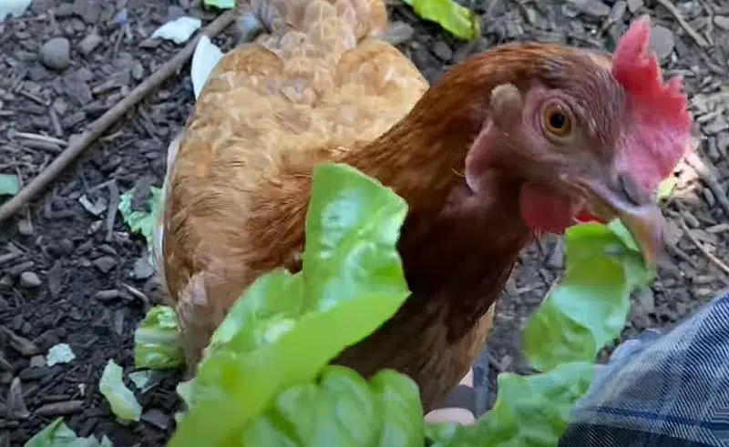 Les poules apprécieront des aliments frais et riches en eau tel que la salade.