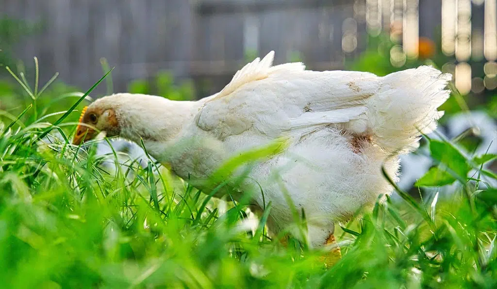 Ortie dans la nourriture des poules