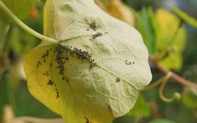 Pucerons sur une feuille de capucine au jardin potager