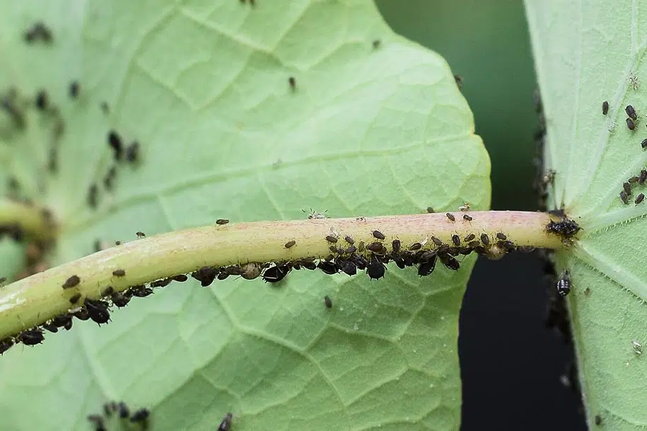 Invasion d epucerons sur les capucines du  jardin