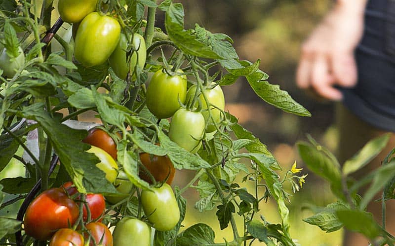 Quelles feuilles tailler sur les plants de tomates ?