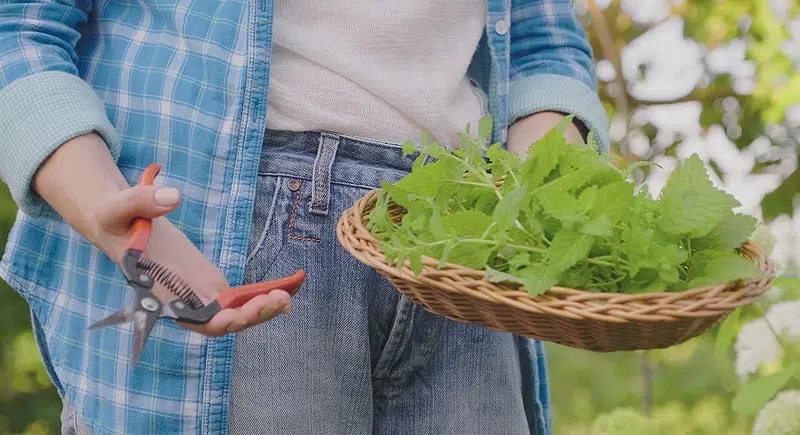 Les moments pour récolter les plantes aromatiques