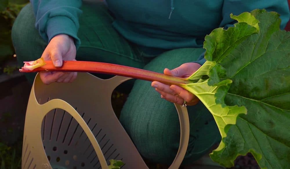 Comment savoir si la rhubarbe est mûre ? Quand récolter