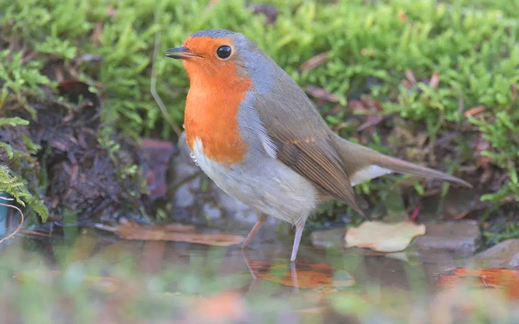 Rouge-gorge prend un bain rafraîchissant dans un point d'eau du jardin