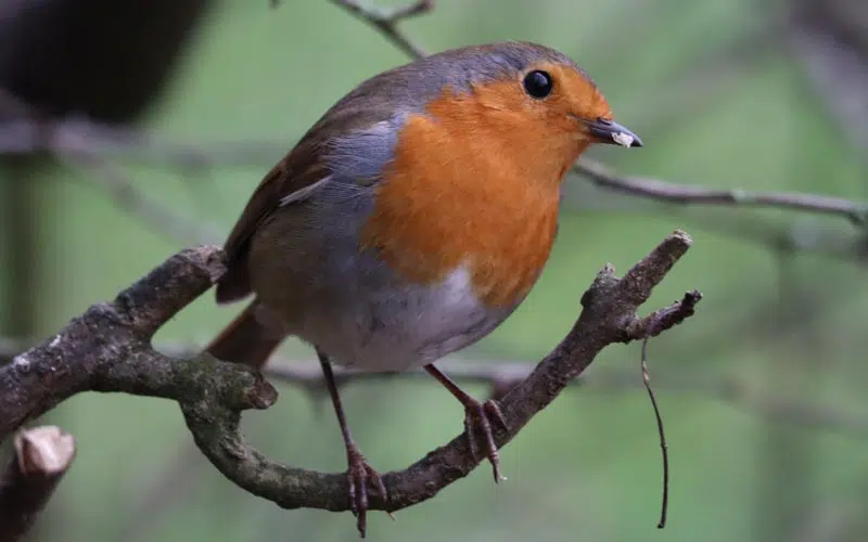 Rouge-gorge dans la forêt