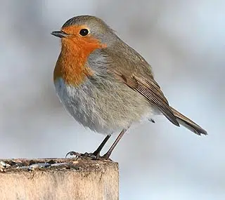 Rouge-gorge sur un tronc dans le jardin