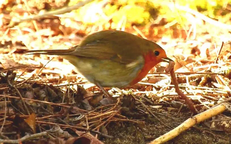 Rouge-gorge se nourrit d'un ver au sol