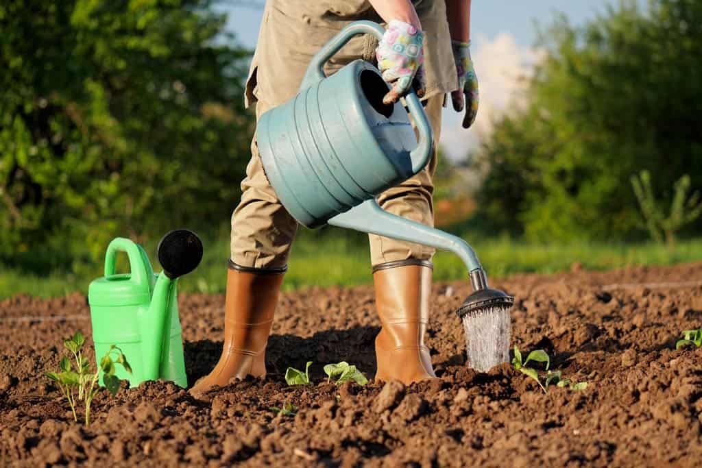 Arroser à l'arrosoir pour mieux gérer les quantités.