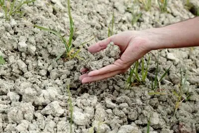 sécheresse au potager