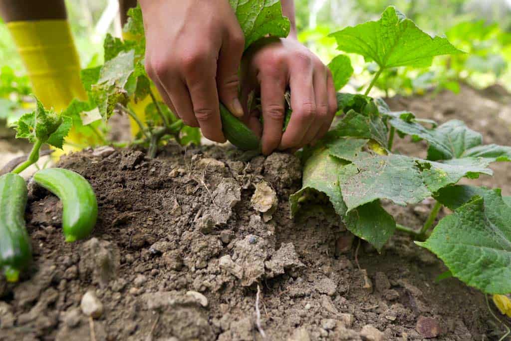 Arrosez votre potager entre 5 ou 6 heures