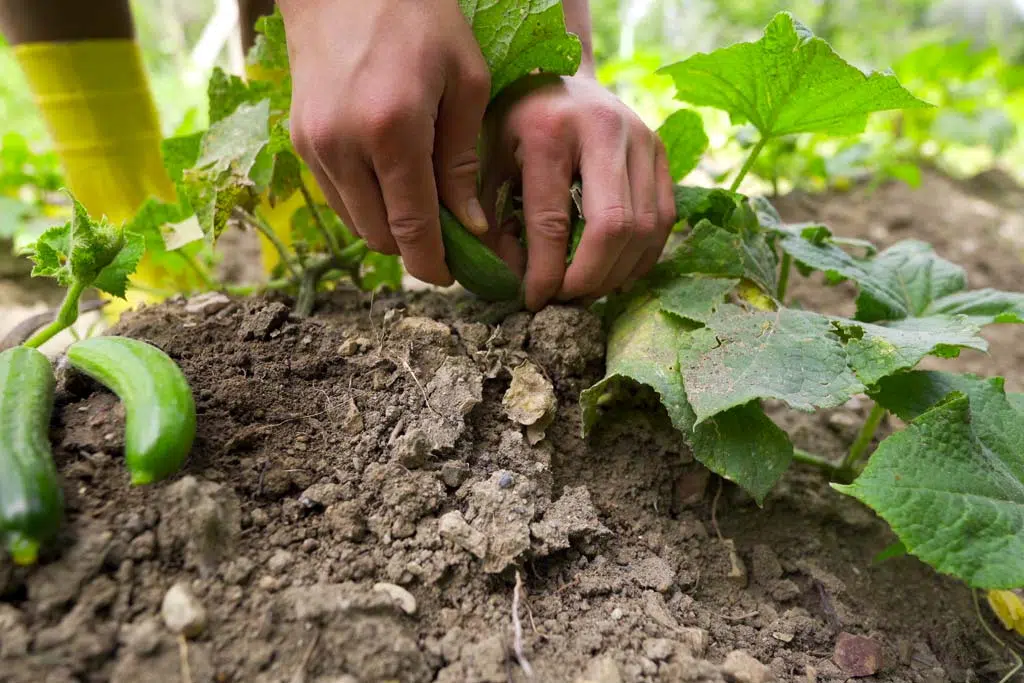 Arrosez votre potager entre 5 ou 6 heures