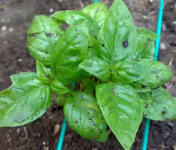 Basilic fraîchement arrosé