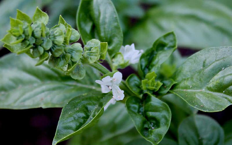 Basilic en fleurs