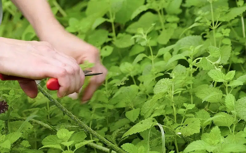 Récolte des herbes aromatiques