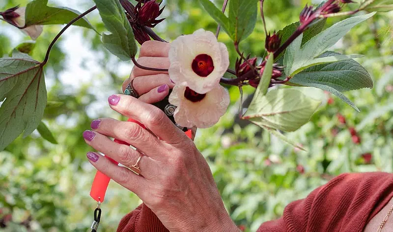 Taille de l'hibiscus dans le jardin au sécateur