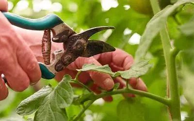 Faut-il tailler les feuilles des tomates ?