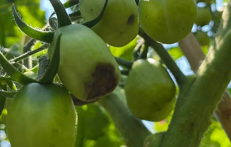 Nécrose apicale de la tomate