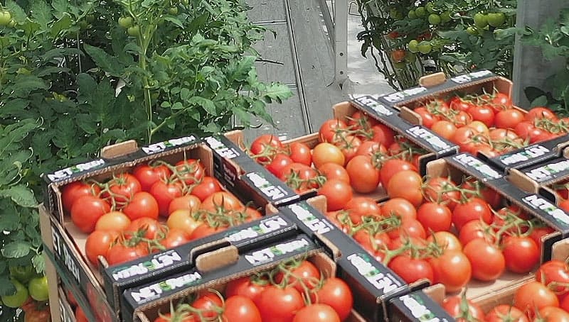 tomates soigneusement rangées après la récolte