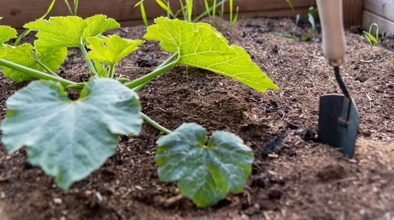 Arrosage en fonction de l'espèce des plantes