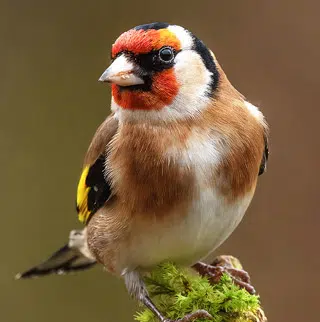 Fiche Chardonneret élégant