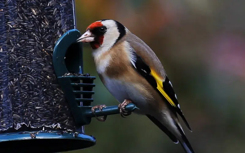 Chardonneret élégant sur une mangeoire