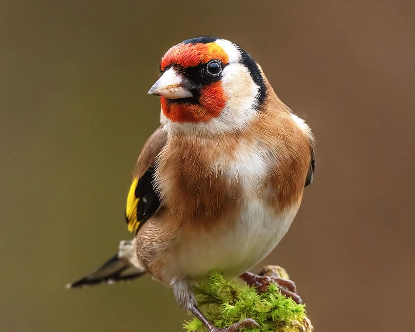 Le chardonneret élégant
