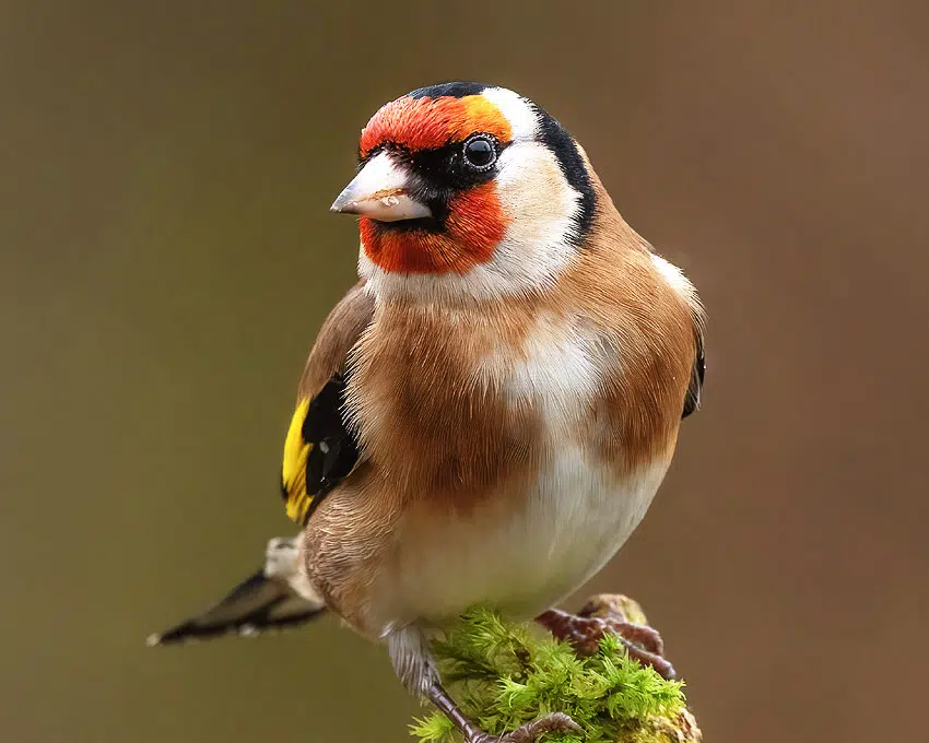 Le chardonneret élégant