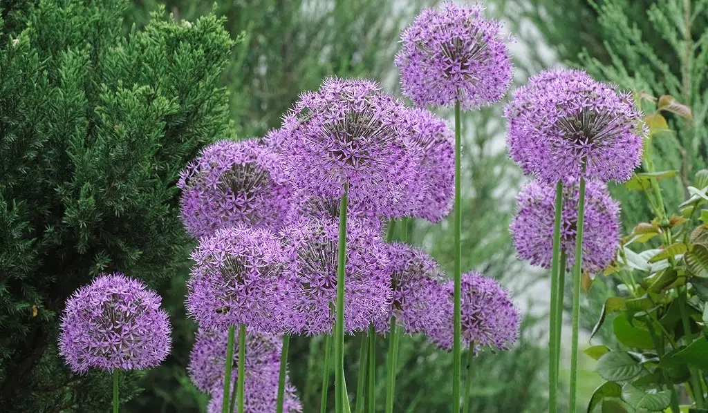 L'Allium est un genre de plantes à bulbes appartenant à la famille des Amaryllidaceae.