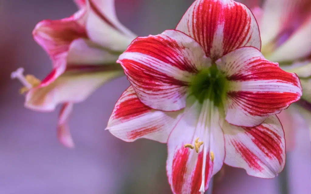 L'amaryllis est une plante bulbeuse appartenant à la famille des Amaryllidaceae. Elle est connue pour ses grandes fleurs en forme de trompette qui peuvent être de différentes couleurs, notamment le rouge, le rose, l'orange, le blanc et des combinaisons de ces couleurs.