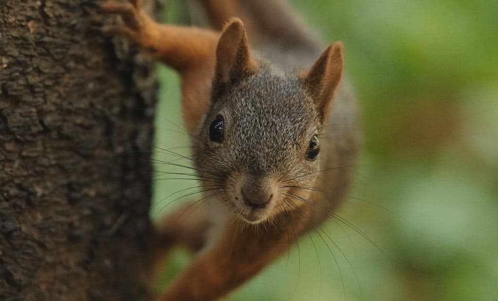 Comment attirer et nourrir les écureuils au jardin? - Matelma