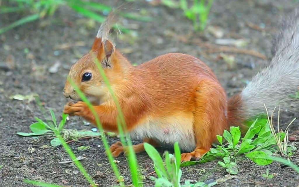 écureuil se nourrit dans le jardin au sol