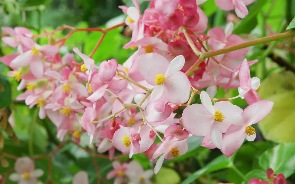 e bégonia est un genre de plantes de la famille des Begoniaceae. Il compte plus de 1 800 espèces différentes, ce qui en fait l'un des genres les plus importants en termes de nombre d'espèces. Les bégonias sont originaires des régions tropicales et subtropicales humides, principalement d'Amérique du Sud, d'Afrique et d'Asie.