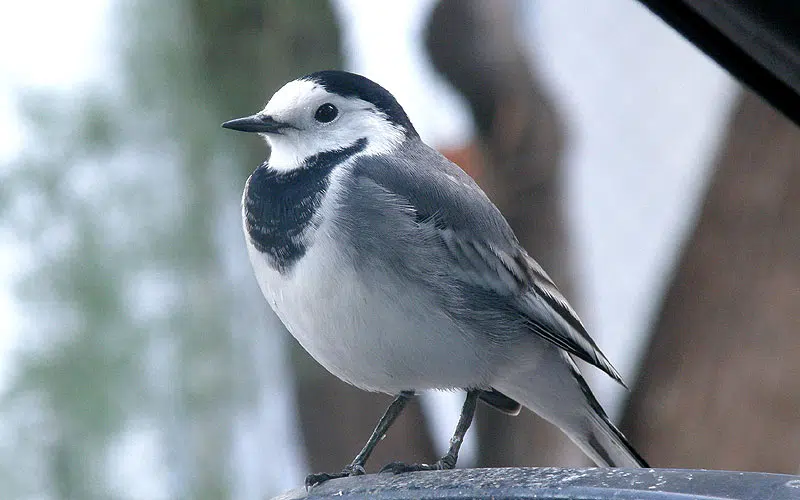 Bergeronnette grise (Motacilla alba)