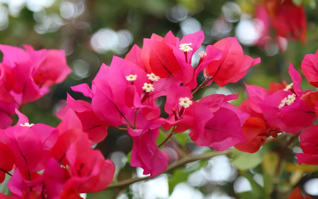 Le bougainvillier, aussi appelé "bougainvillée", est une plante grimpante originaire des régions tropicales d'Amérique du Sud. Il est particulièrement apprécié pour ses bractées colorées qui, bien que souvent prises pour des fleurs, sont en réalité des feuilles modifiées. 