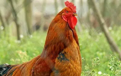 Présence du coq dans un poulailler