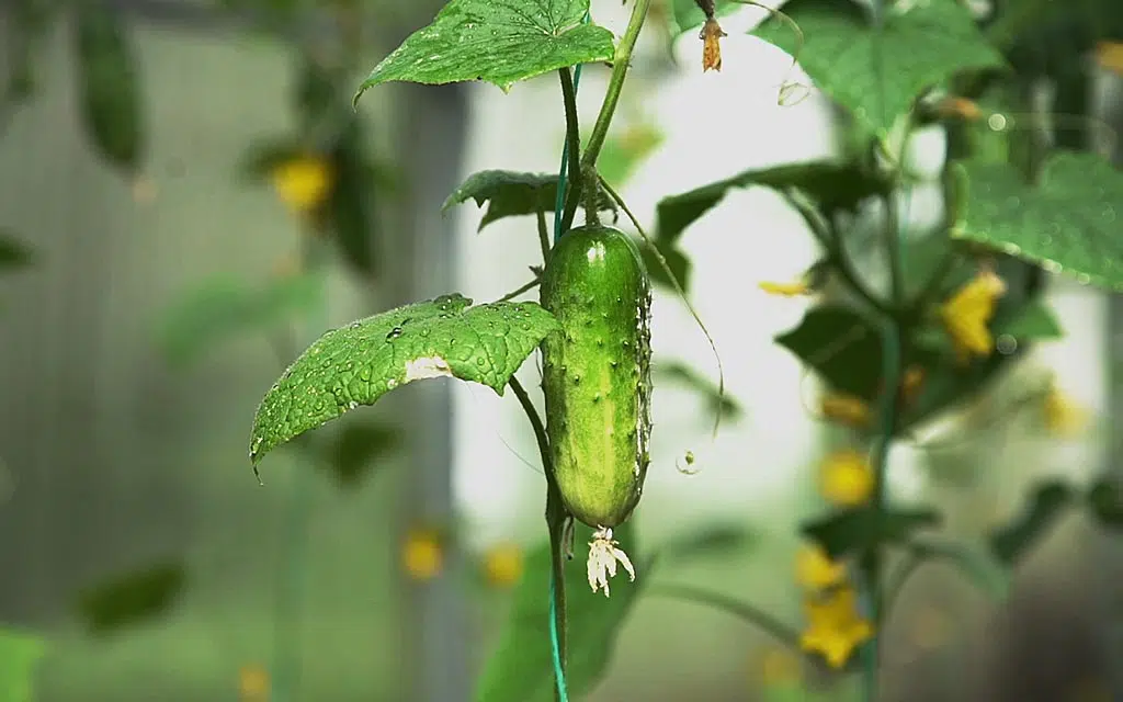 Cultiver les légumes sous serre